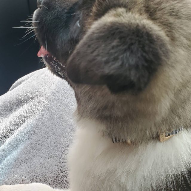 Akita pup