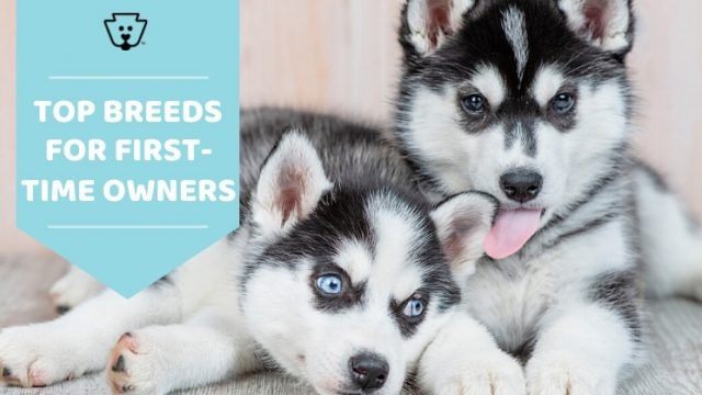 10 Best Dogs for First Time Owners