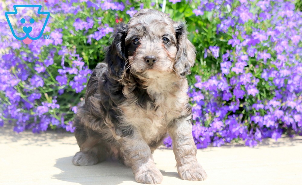 Cockapoo puppies for sale in PA