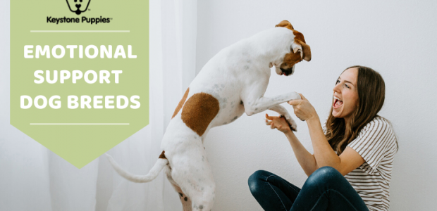 The 6 Best Emotional Support Dog Breeds
