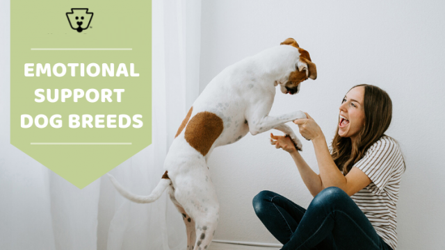 The 6 Best Emotional Support Dog Breeds