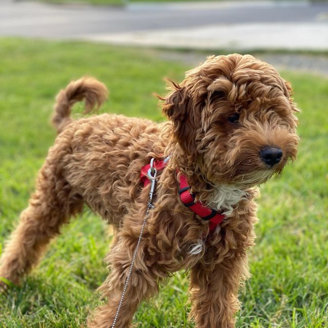 My Adorable Goldendoodle miniature