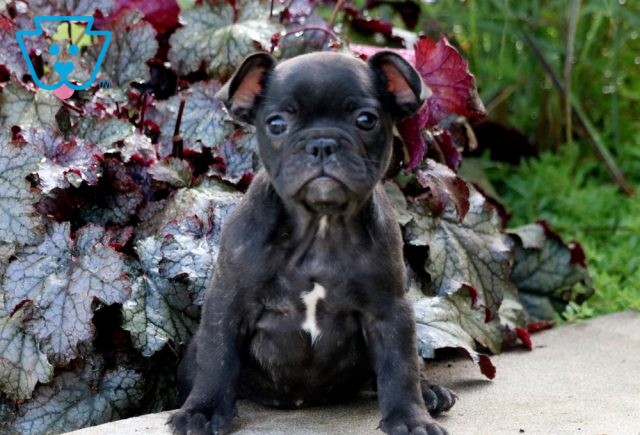 Fifi French Bulldog