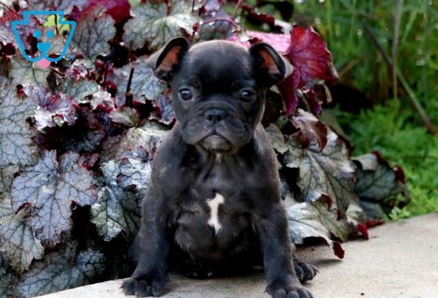 Fifi French Bulldog2