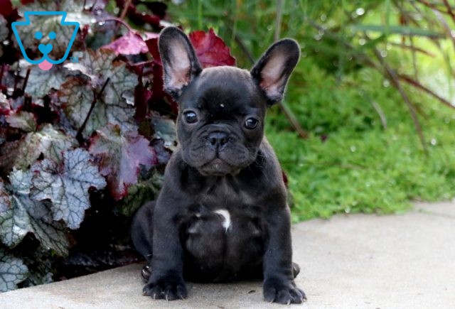 Flow French Bulldog