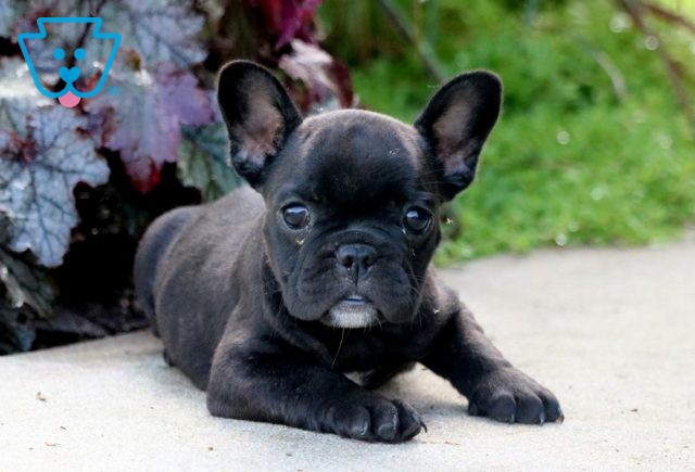 Flower French Bulldog