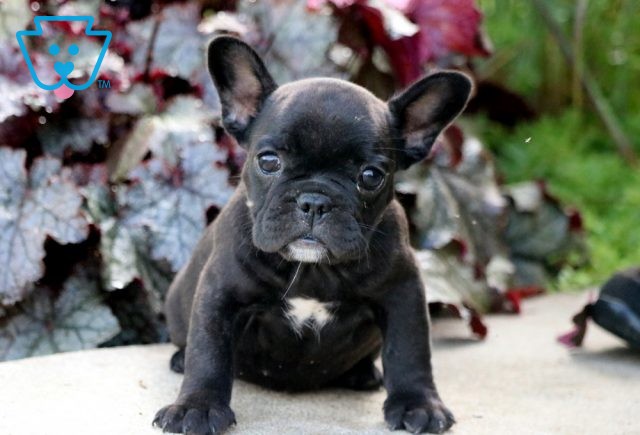 Flower French Bulldog2