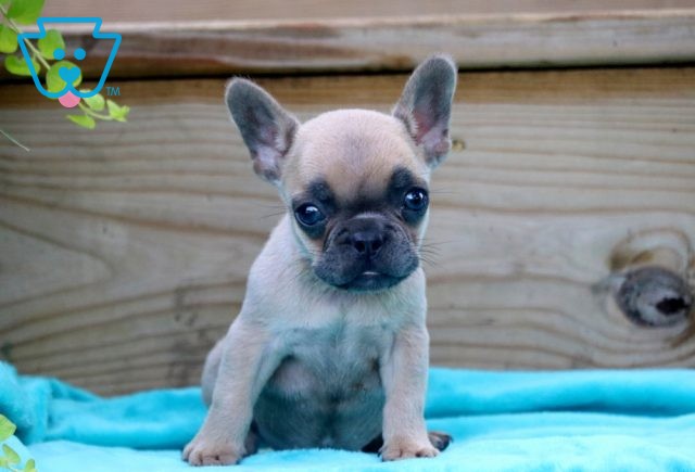 Sassy French Bulldog