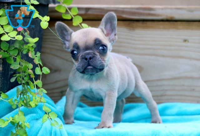 Sassy French Bulldog2