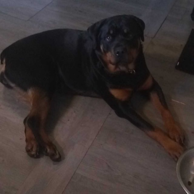 Gracie/ my Rottweiler puppy