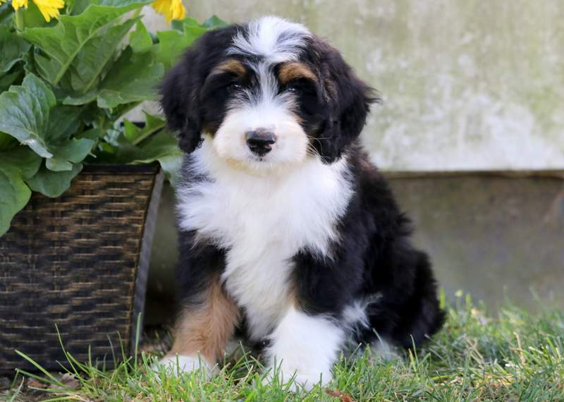Mini Bernedoodle puppies in PA