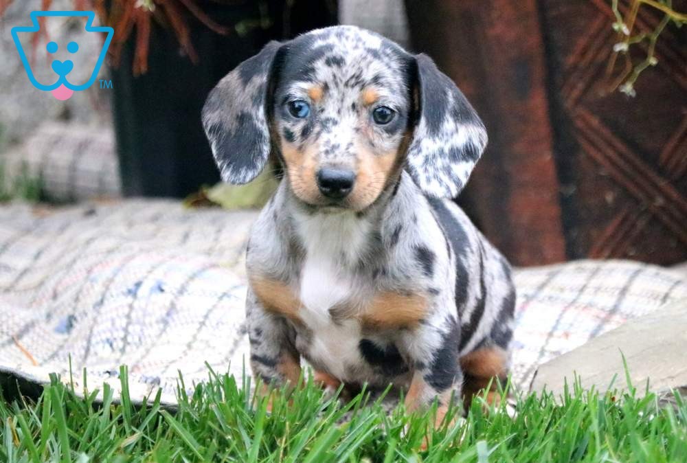 Popular mini dachshund puppy