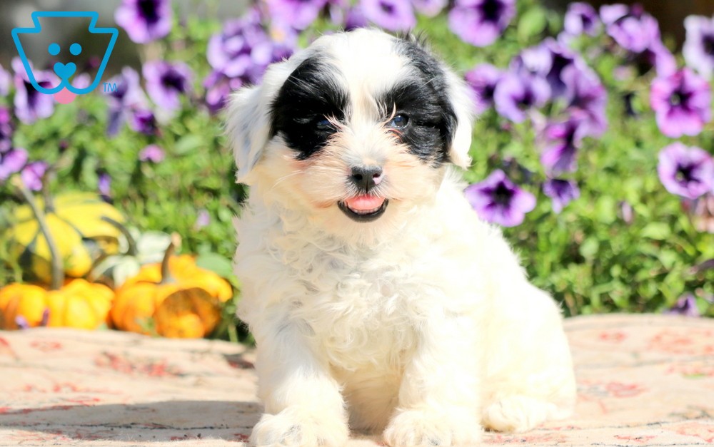 Black and white Maltipoo mini breed for sale