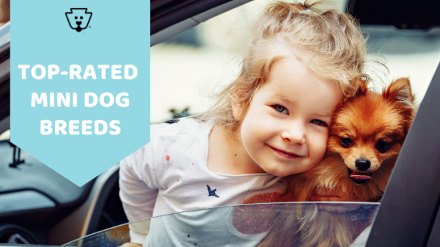 Featuring the Most Popular Mini Dog Breeds