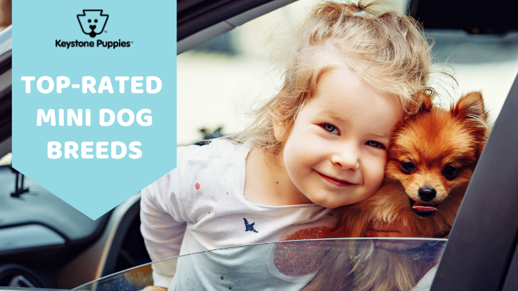 Little girl with Pomeranian dog in car