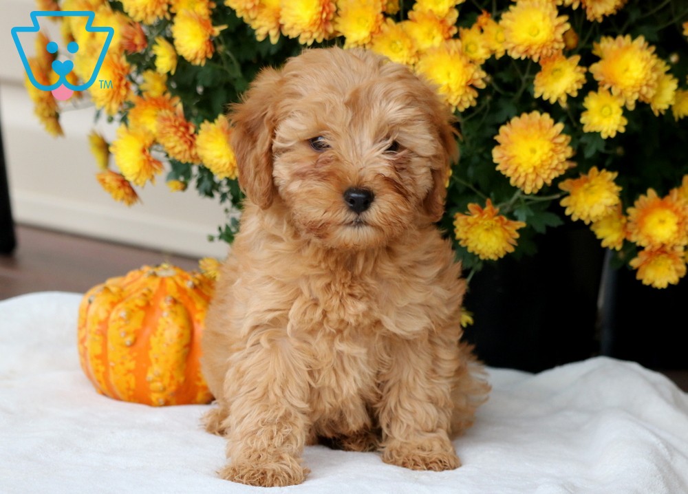 Mini Goldendoodle puppy breed for sale