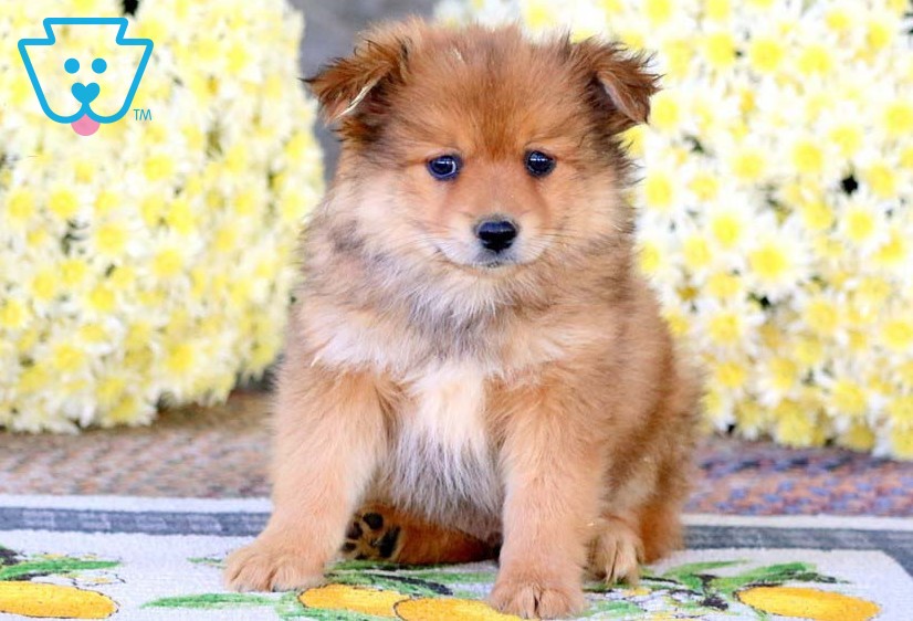 Tanf fluffy Pomeranian puppy for sale