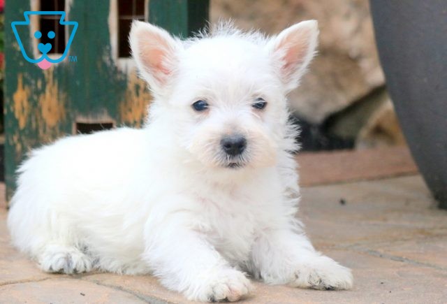 Coop Westie 1-001