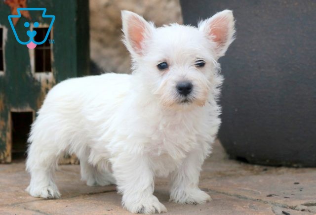 Cotton Westie 1-001