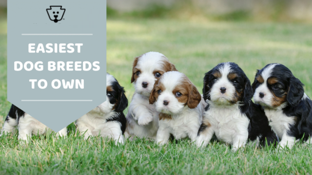 Easiest Dogs to Own
