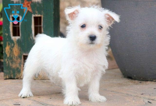 sNOWFLAKE wESTIE 1-001