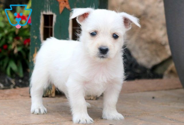 sWEETIE wESTIE 1-001