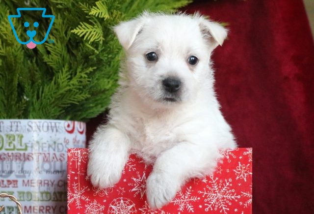 Blitzen Westie