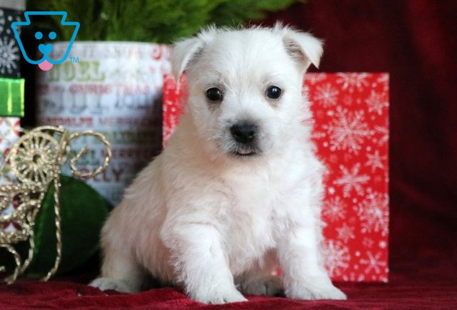 Blitzen Westie2