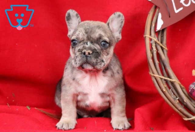 Comet French Bulldog