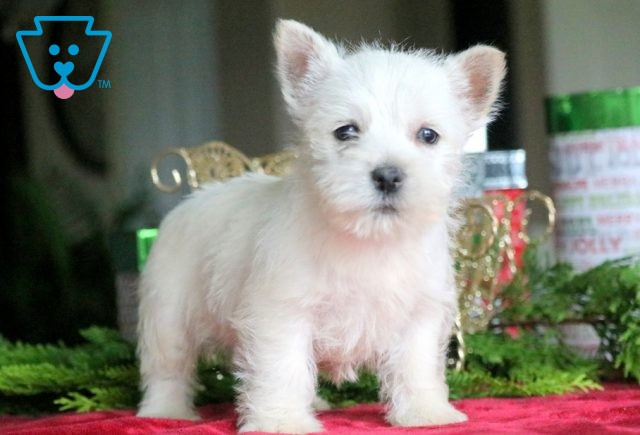 Comet Westie 1-001