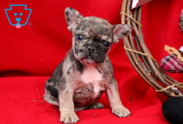 Cupid French Bulldog2