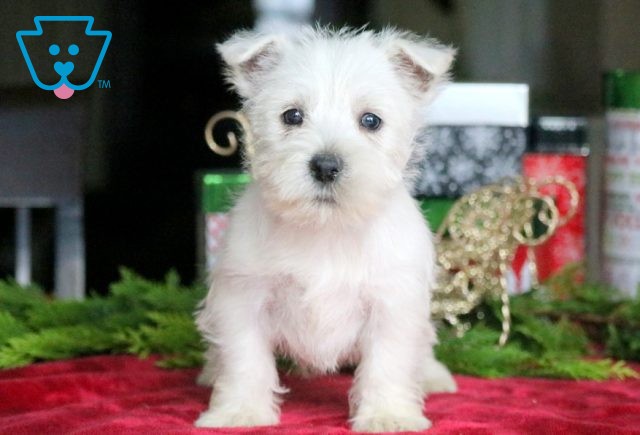 Dasher Westie 1-001