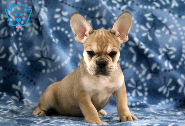 Frenchy French Bulldog