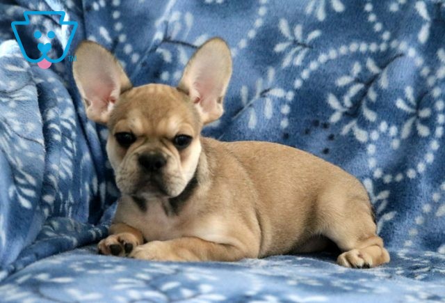 Frenchy French Bulldog2