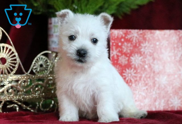 Prancer Westie