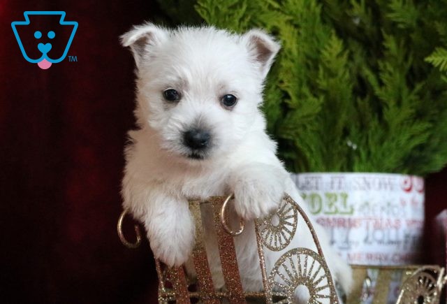 Prancer Westie2