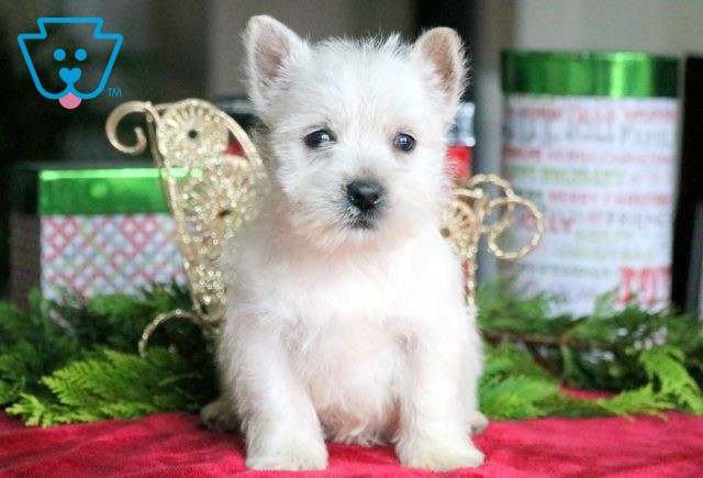 Vixen Westie 1-001