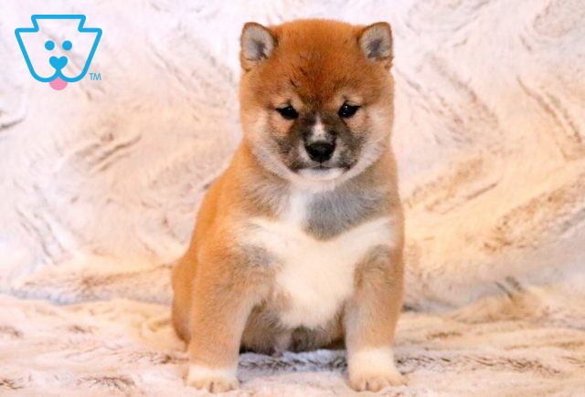 Jeffery Shiba Inu 1-001