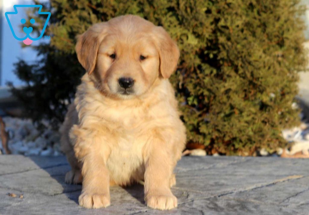 Golden Retriever puppy for sale from PA breeder