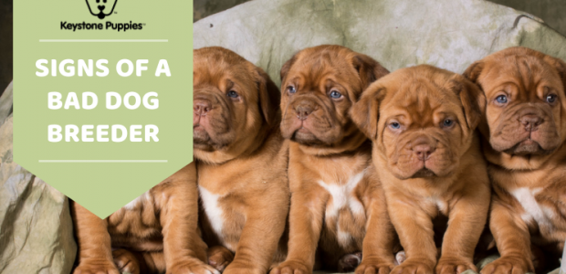 How to Know if a Dog Breeder is Reputable