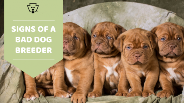 How to Know if a Dog Breeder is Reputable