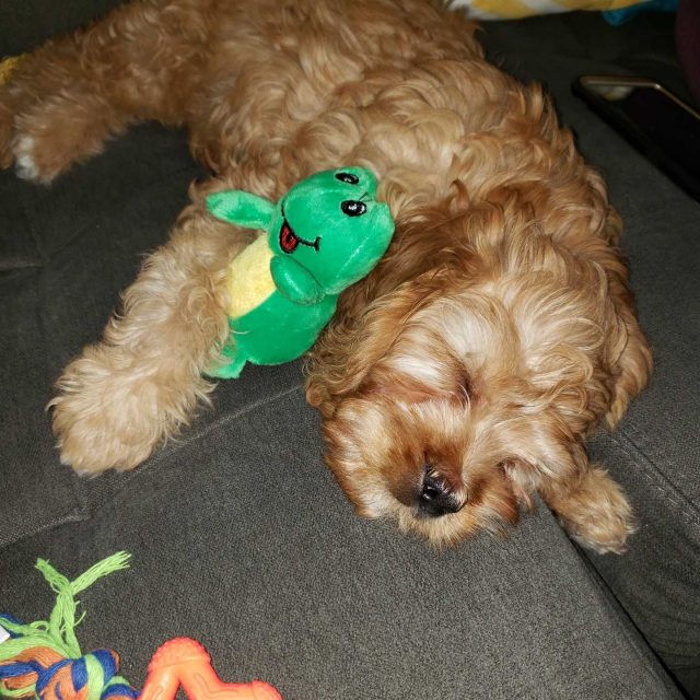 Cavapoo puppy