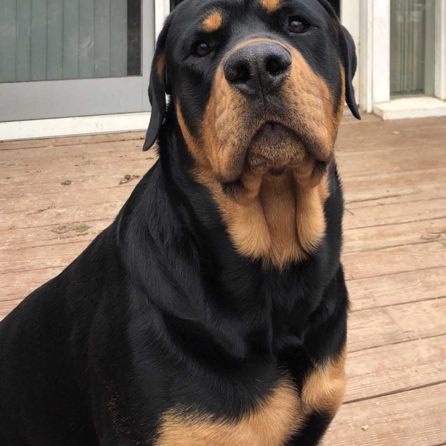 Rottweiler lover