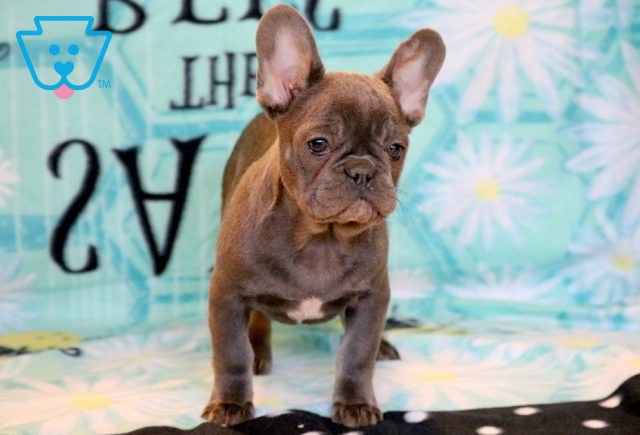 Farrah French Bulldog 1-001