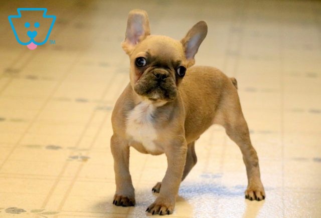 Frenchy French Bulldog 1-001