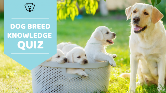 Pet Need Home Puppies’ Guess The Dog Breed Quiz
