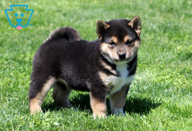 Alfie Shiba Inu