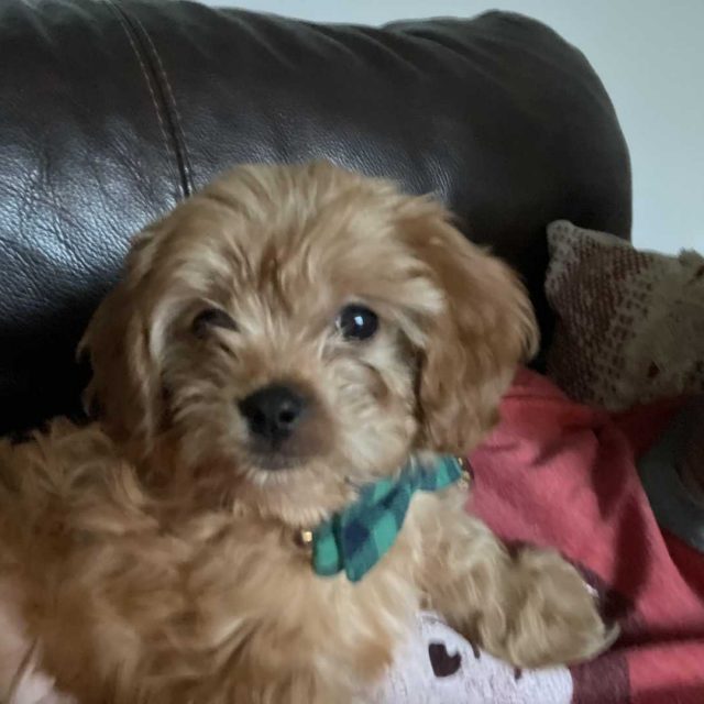 Omar/Sarah Hurland CAVAPOO Puppy