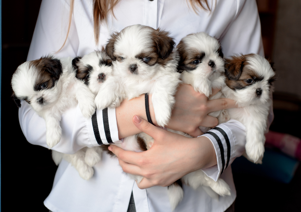 Fluffy puppies for sale