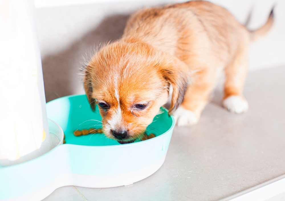Puppy with routine eating breakfast